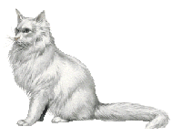 angora cat