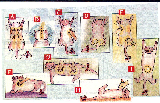 cat kneading instructions