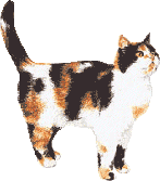 calico