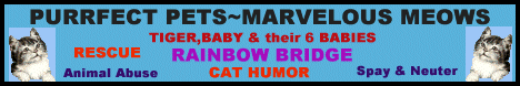 rustys catbanner